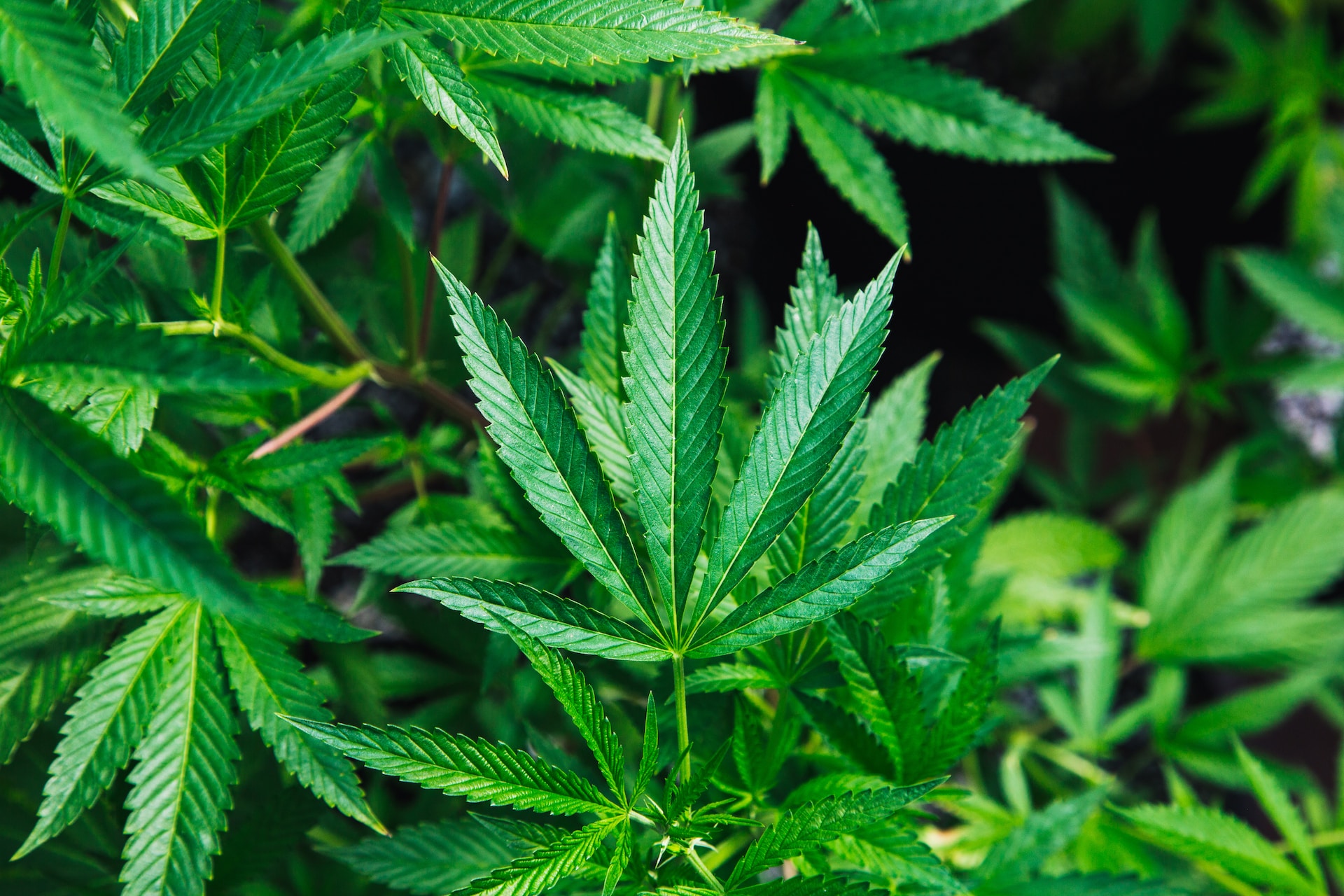 Richtigen Anbau von Cannabis Samen
